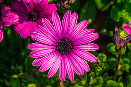 Detail of a large purple flower with vibrant colors centered in the image from the gardens at the base of the North Seoul Tower in South Korea.