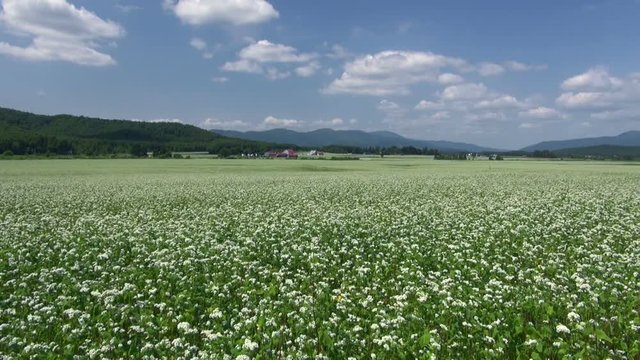 Buckwheat field, Horokanai, Hokkaido, Japan