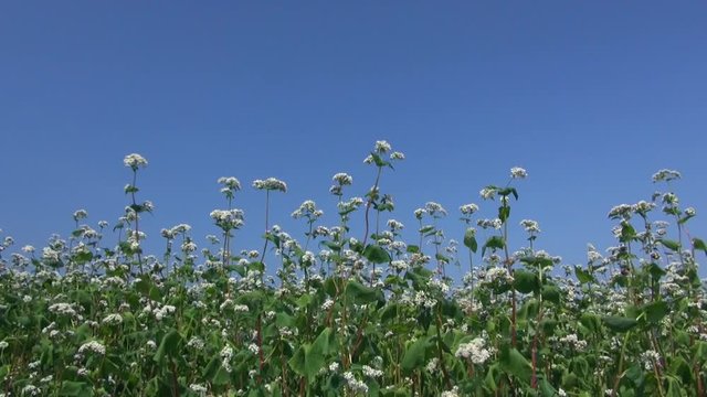 Buckwheat in field,&nbsp;Numata, Hokkaido, Japan