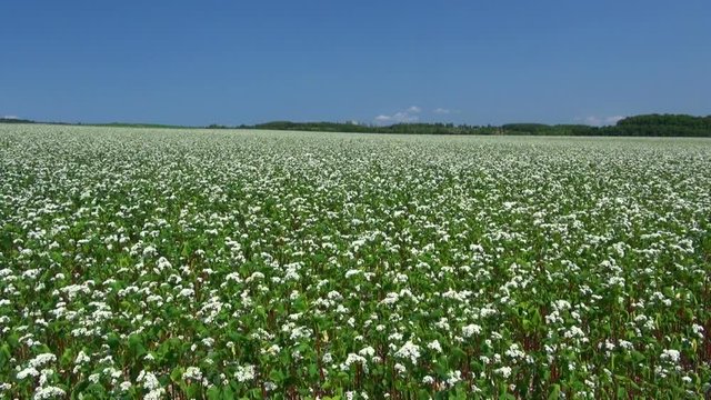 Buckwheat field,&nbsp;Numata, Hokkaido, Japan