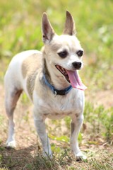 Naklejka na ściany i meble Chihuahua dog on grass