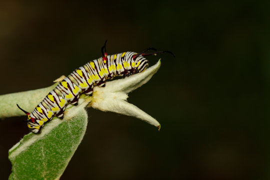 Image of caterpillars of plain tiger on the branches on a natural background. Insect. Animal.