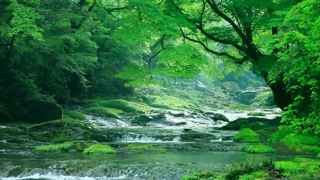 Scenic landscape of river flowing through forest, Japan