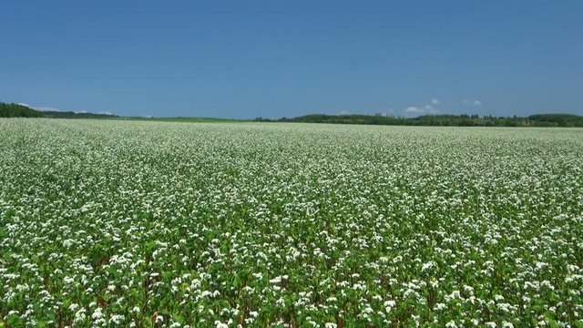 Buckwheat field,&nbsp;Numata, Hokkaido, Japan