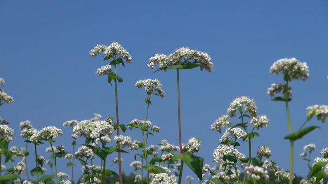 Close up of buckwheat in field, Numata, Hokkaido, Japan
