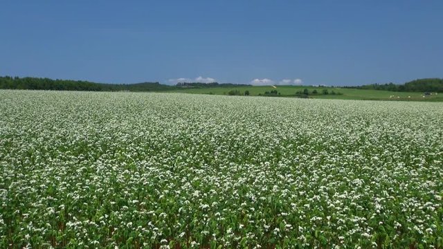 Buckwheat field,&nbsp;Numata, Hokkaido, Japan