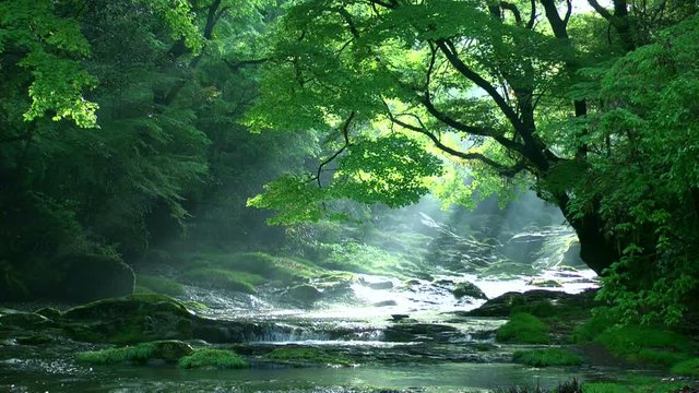 Scenic landscape of river flowing through lush green forest, Japan