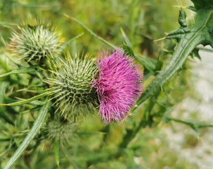Scottish Thistle Plant Growing Green and Purple