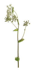 Common hogweed, Heracleum sphondylium isolated on white background