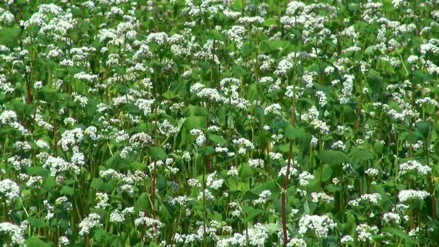 Buckwheat in field,&nbsp;Numata, Hokkaido, Japan