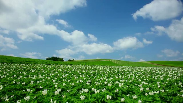 View of potato field,&nbsp;Biei, Hokkaido, Japan