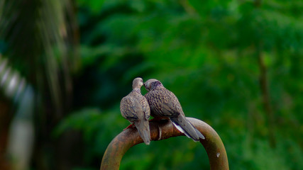 Two spotted dove kissing 