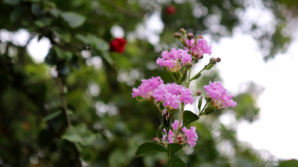 Flowers of different varieties