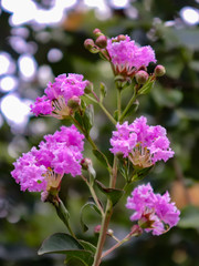 Flowers of different varieties