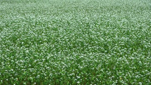 Buckwheat field,&nbsp;Horokanai, Hokkaido, Japan