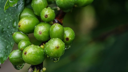 Coffee Beans