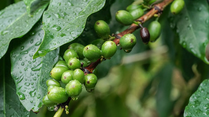 Coffee Beans