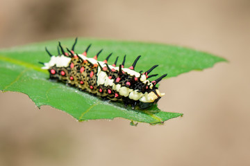 Image of Caterpillars of common mime on green leaves on a natural background. Insect. Animal.