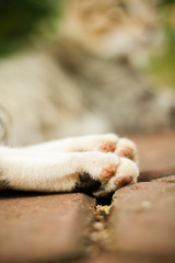 Cute wild cat at park