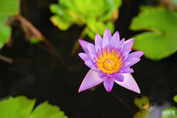 Beautiful pink lotus flower water  in pond with copy space