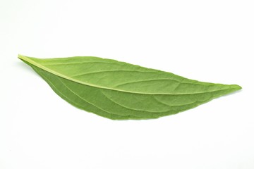 Fototapeta na wymiar fresh green Andrographis paniculata leaf on white background