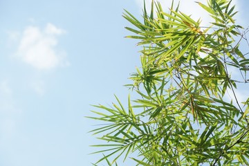 bamboo leaf on blue sky