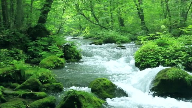 Oirase mountain stream, Towada, Aomori Prefecture, Japan