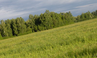  forest in the far and field