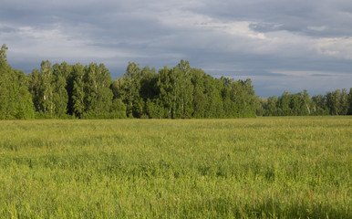 Fototapeta premium forest field sky beautifully shot