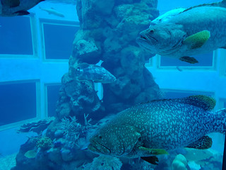 Huge tropical fish and coral in a deep fish tank