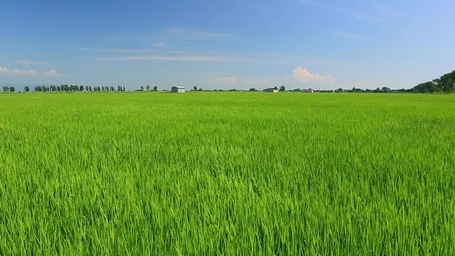 Rice field, Ogata, Akita Prefecture, Japan