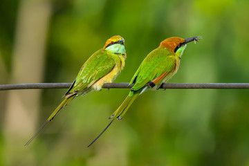 Two Green Bee-Eaters perching on electrical wire, looking into a distance, one with an insect in the beak
