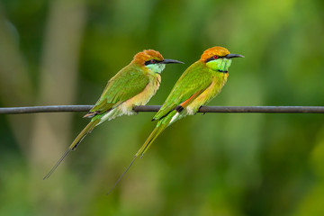 Two Green Bee-Eaters perching on electrical wire, looking into a distance