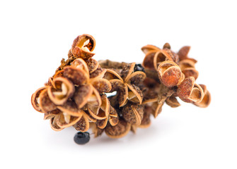 Zanthozylum limonella Alston on white background