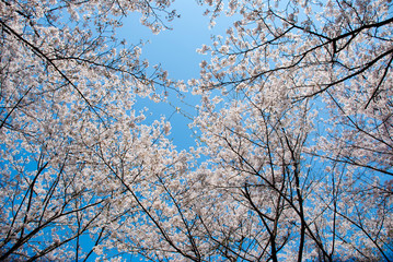 眉山の桜