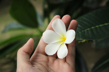 Hand holding plumeria flower, relax time, spa flower