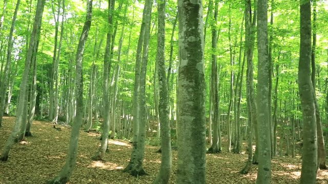 Japanese beech forest, Tokamachi, Niigata Prefecture, Japan