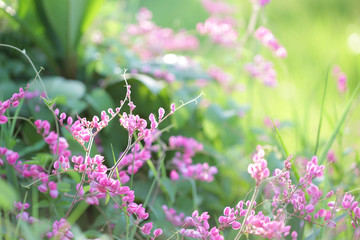 Maxican creeper pink flower background