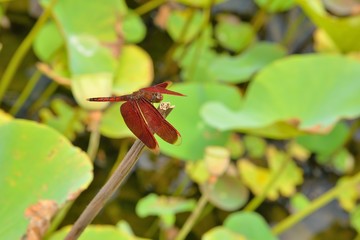 Fickle dragonfly (Neurothemis taiwanensis Seehausen & Dow, 2016) male