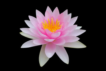 Pink lotus on black background with clipping path.