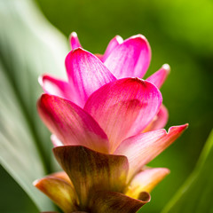 Pink Curcuma Flower
