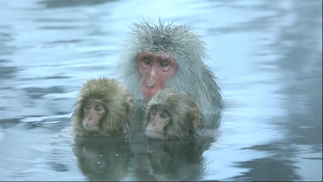 Japanese macaque bathing in hot spring with infants