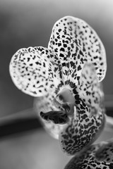 Black Spotted Vanda Orchid Flowers