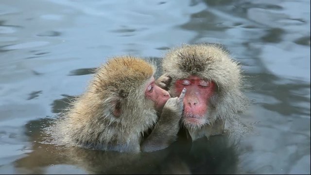 Two Japanese macaques bathing and grooming in hot spring