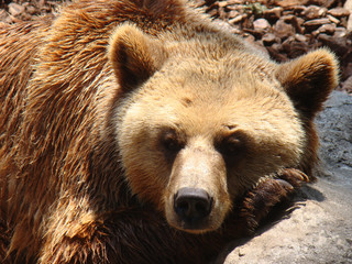 oso pardo posando para foto