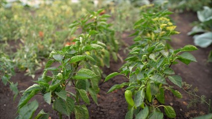 Green Pepper In Vegetable Greenery Garden. Green pepper grows in the garden