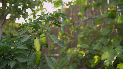 Green Pepper In Vegetable Greenery Garden. Green pepper grows in the garden