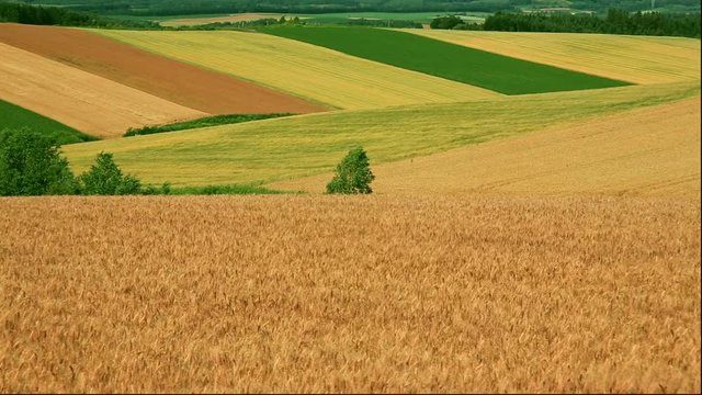 Rural landscape with wheat fields, Japan