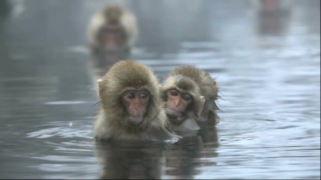 Japanese macaques in hot spring, Jigokudani Monkey Park, Japan