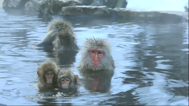 Japanese macaques bathing in hot spring